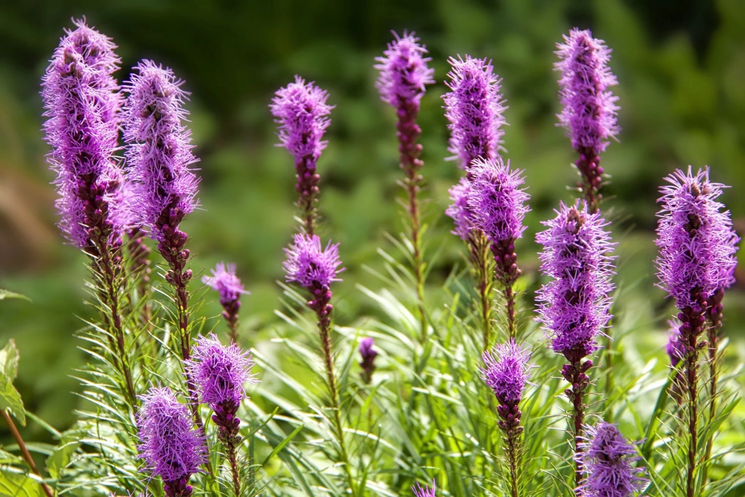 Blazing Star Liatris spicata Marsh Flowering Seeds For Planting in backyard pollinator garden beds