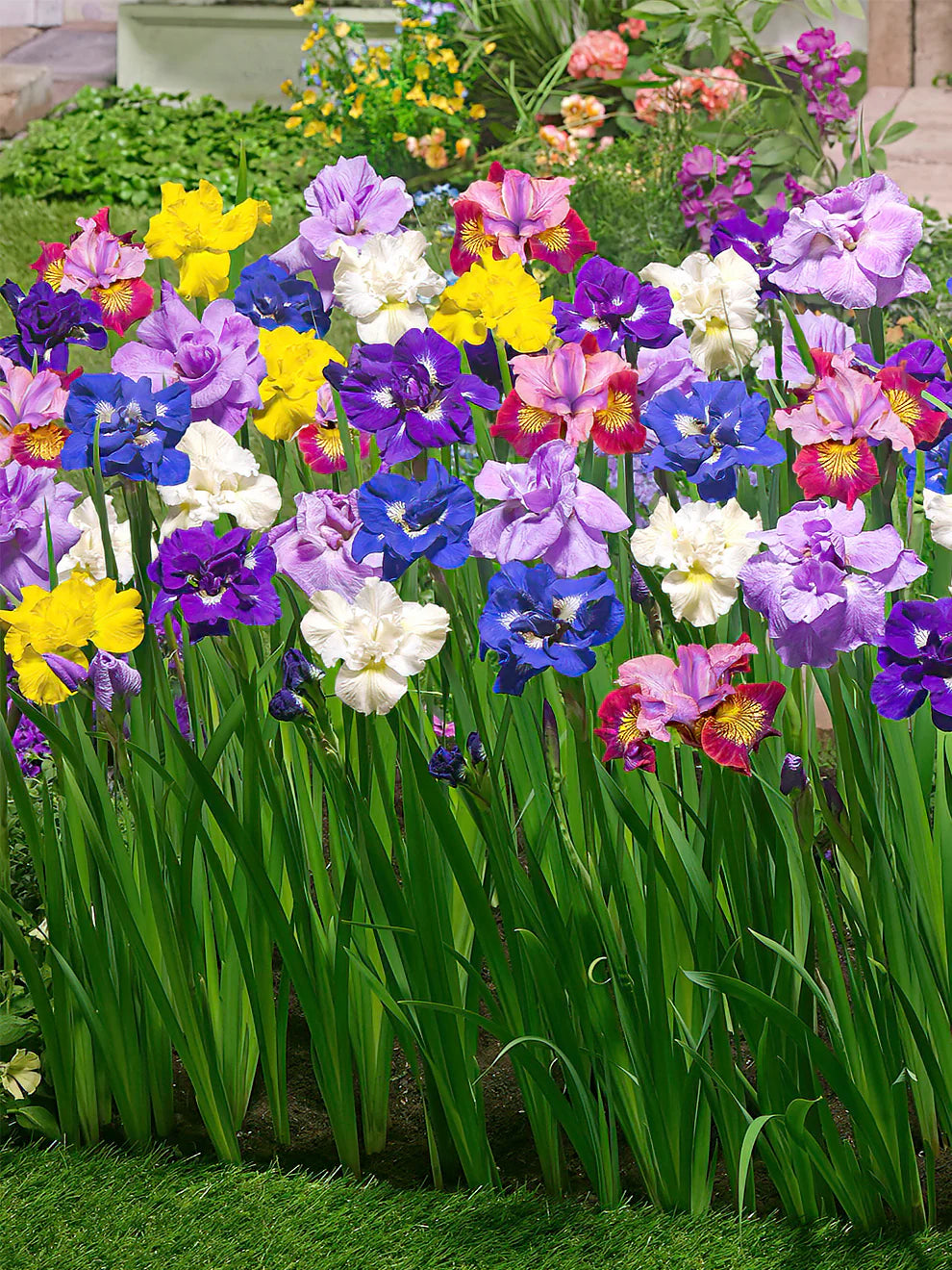 Re-Blooming Bearded Iris - Pastel Mix