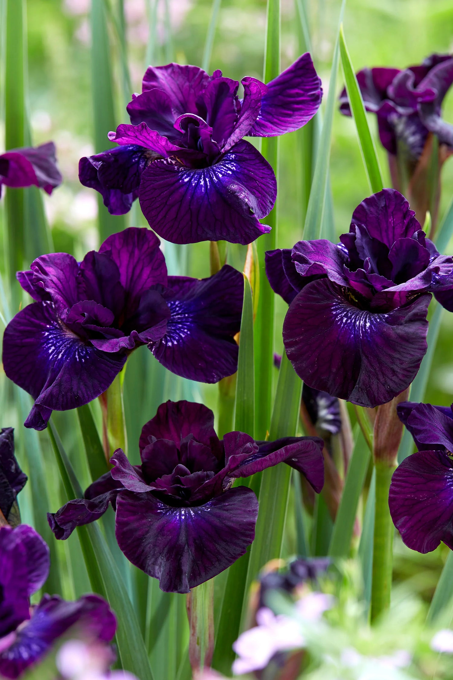 Siberian Iris Roots - Purple