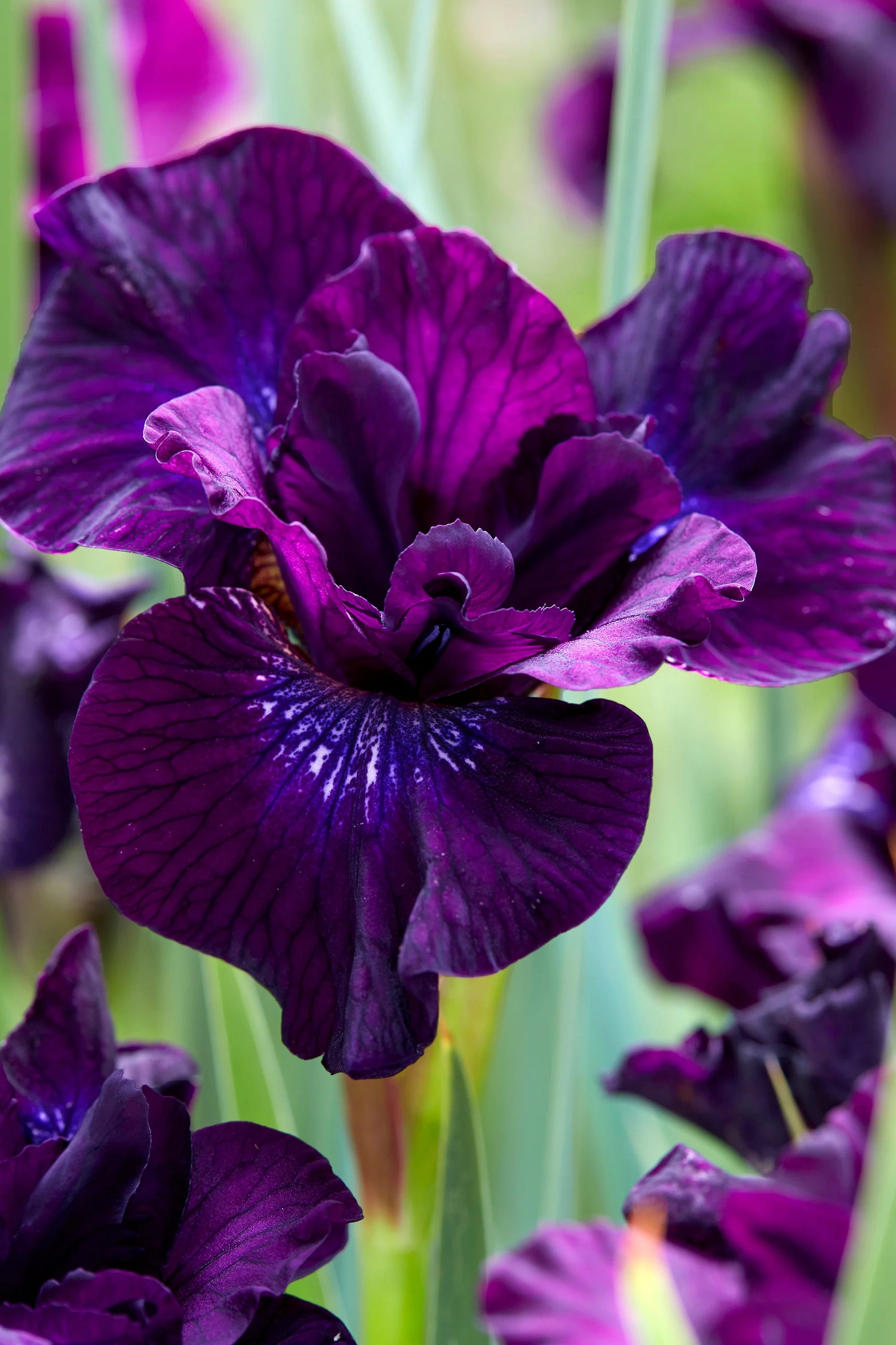 Siberian Iris Roots - Purple