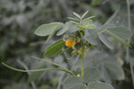 Close-up of Sicklepod foliage. Cassia Tora leaves for unique garden texture.