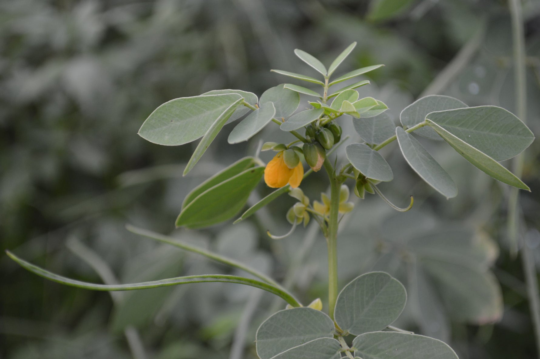 Close-up of Sicklepod foliage. Cassia Tora leaves for unique garden texture.