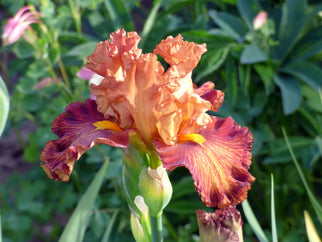 Side Line Tall Bearded Iris