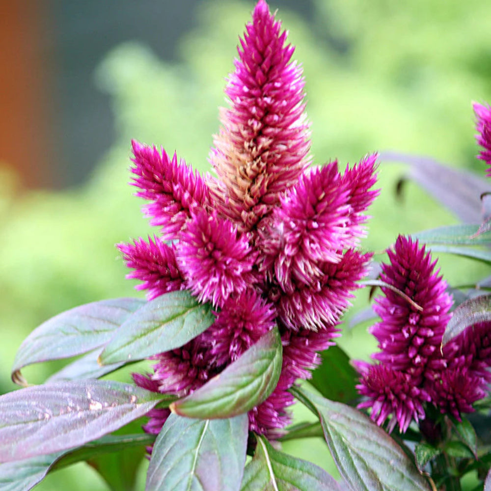 Purple Celosia Spicata Flower Seeds, Heirloom, Non-GMO Seeds for Planting