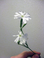 Established African Dream Root plant showing root system