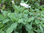 Close-up of Silene capensis seed germination process