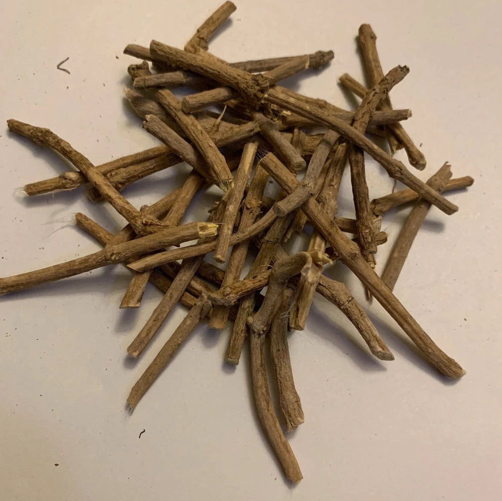 Young African Dream Root seedling growing in a terracotta pot