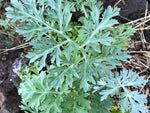 Silver Wormwood seeds, striking perennial foliage for garden contrast and texture