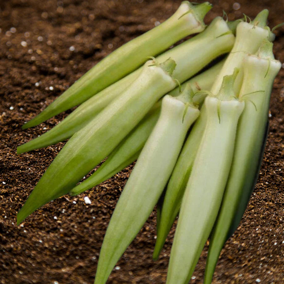 Silver Queen Okra Seeds | Tender Spineless Silver-Green Pods – Heirloom, Non-GMO, High Germination Organic Garden Seeds