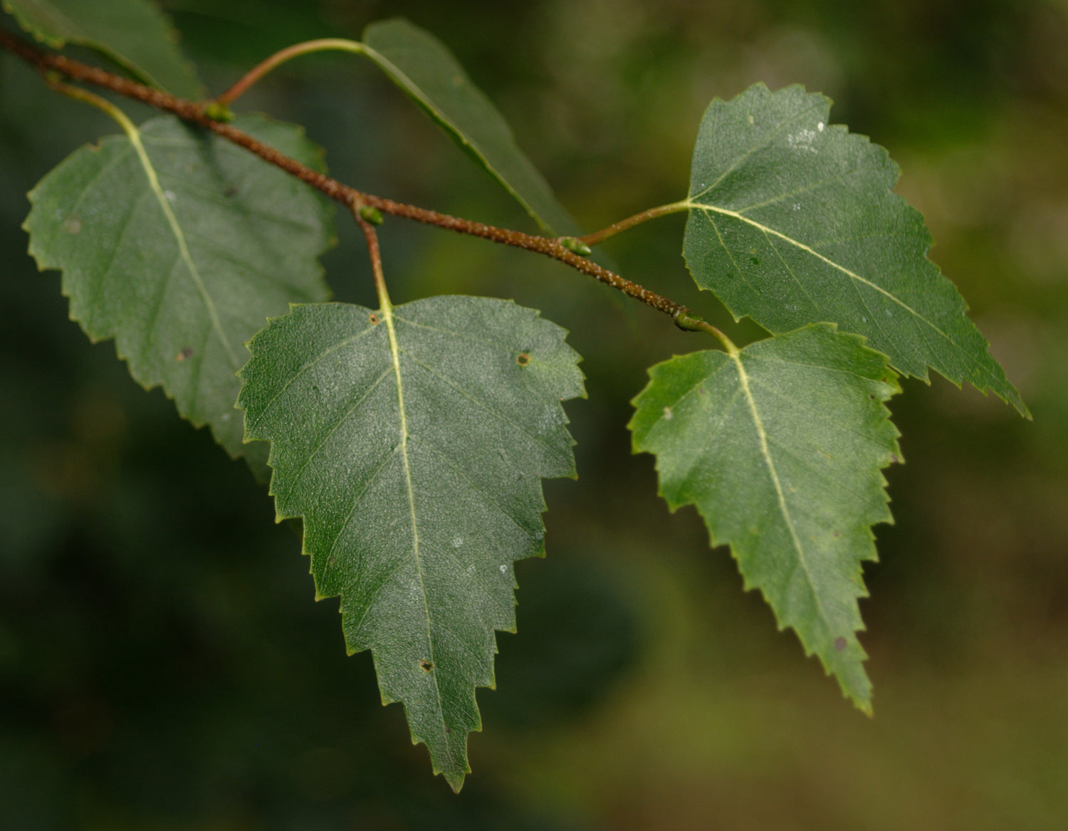 Weeping White Birch