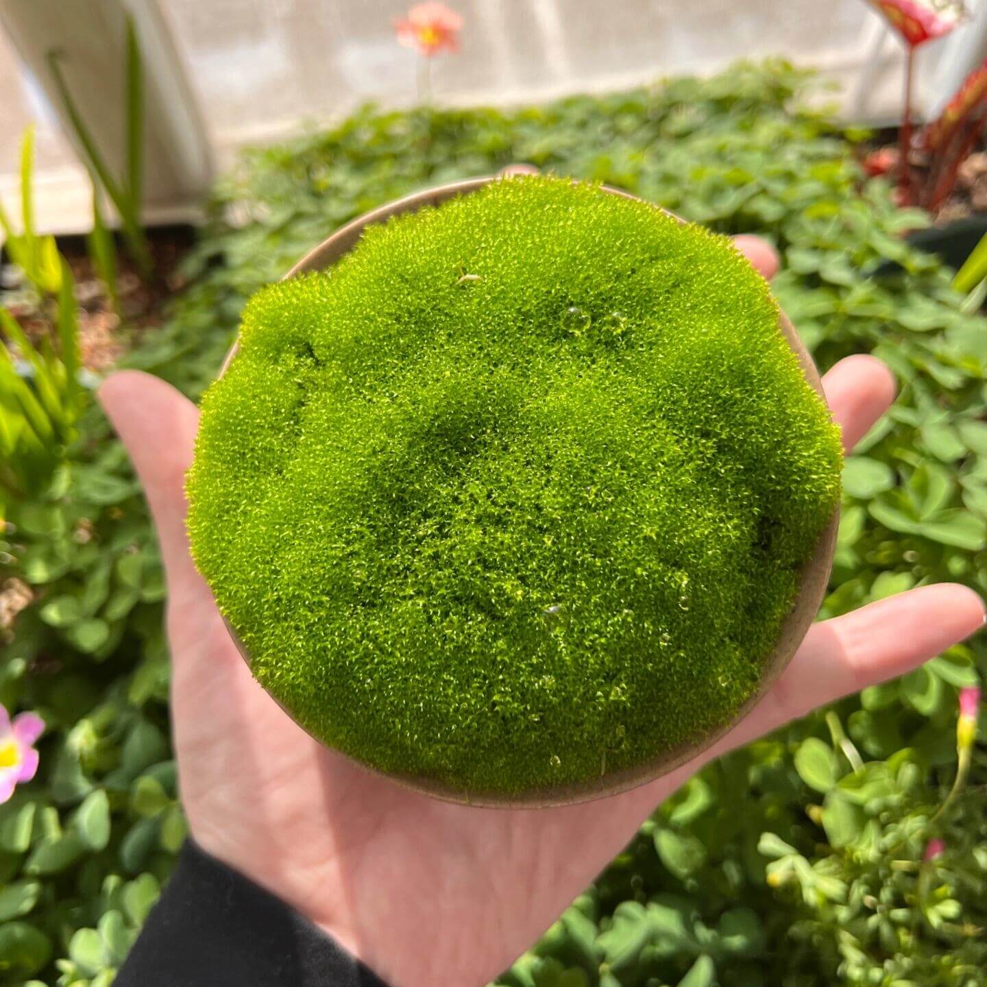 Green Moss Bryum argenteum ground cover seeds for indoor pots