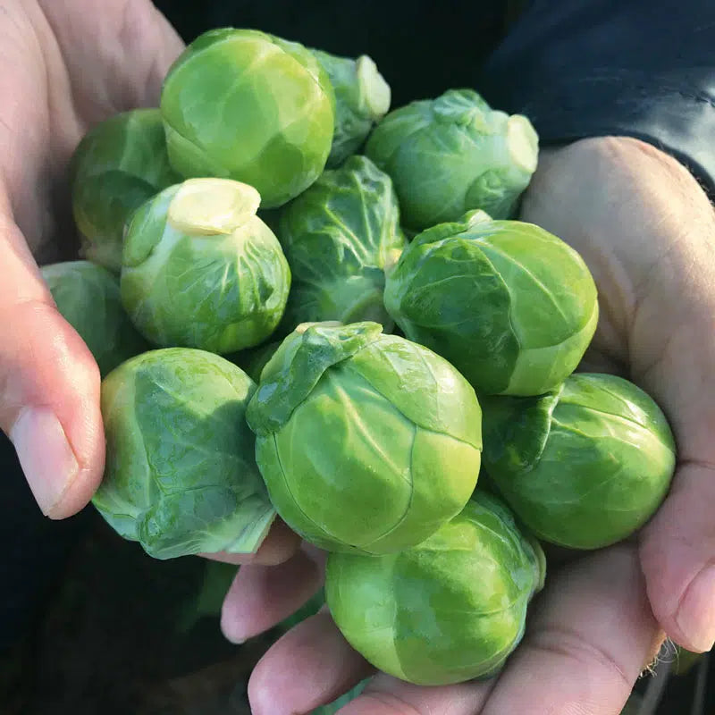 Silvia Hybrid Brussels Sprouts Seeds | Early Uniform Sweet Sprouts – Heirloom, Non-GMO, High Germination Organic Garden Seeds