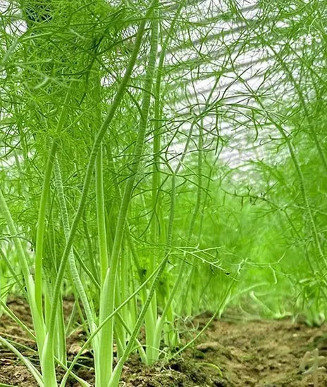 Simple And Extensive Management Fennel For Sowing heirloom non-gmo organic garden seeds