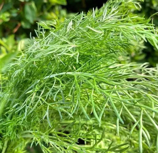 Simple And Extensive Management Fennel For Sowing – Heirloom, Non-GMO, High Germination Organic Garden Seeds