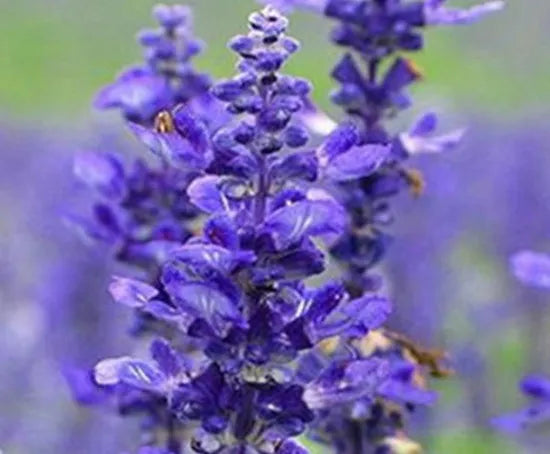 Simple And Extensive Management Hyssop heirloom non-gmo organic garden seeds