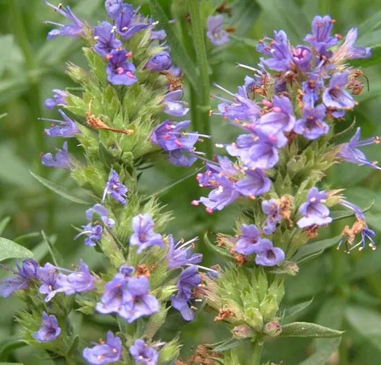 Simple And Extensive Management Hyssop – Heirloom, Non-GMO, High Germination Organic Garden Seeds