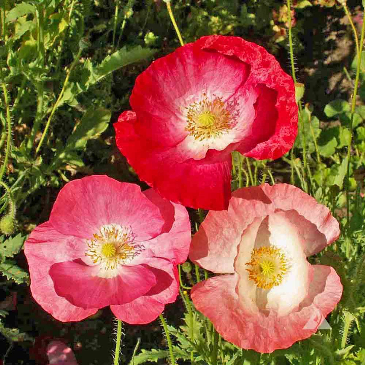 Shirley Single Petal Poppy Papaver Rhoeas Flowering Seeds For Planting