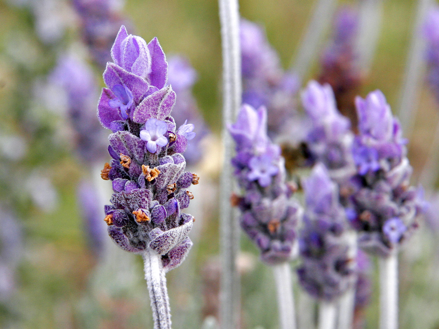 Dried Lavender