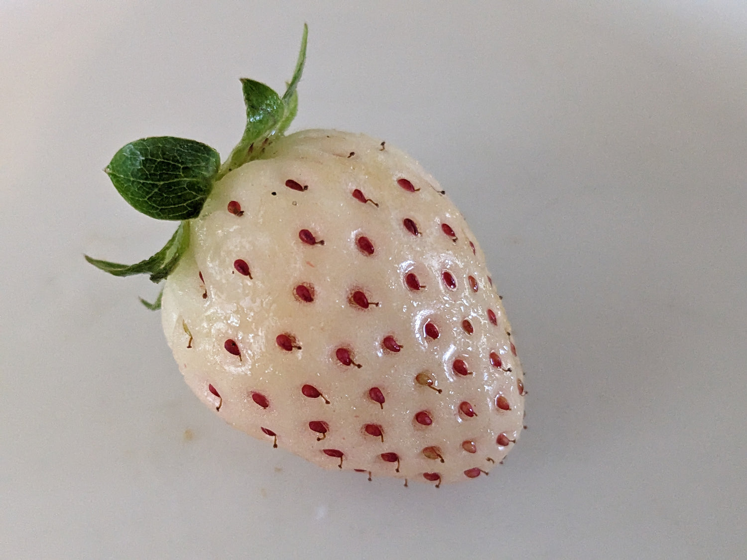 Pineberry (Fragaria × ananassa) – White Strawberry with Pineapple Flavor