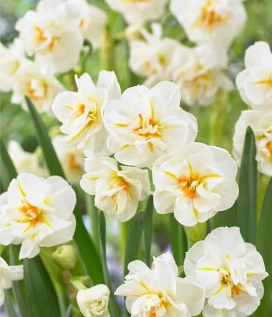Daffodil Flower Seeds for Planting – White & Yellow Blooms, Heirloom, Non-GMO Seeds
