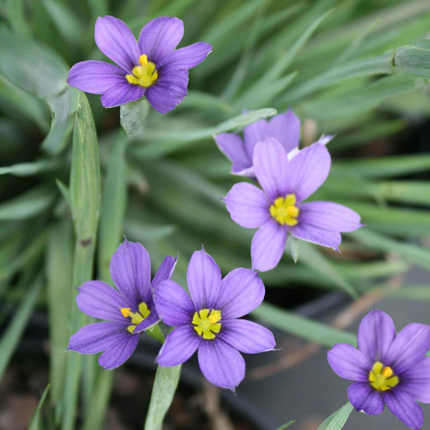 Blue-Eyed Grass Sisyrinchium Flower Seeds, Starry Sky Blue Petals with Golden Centers
