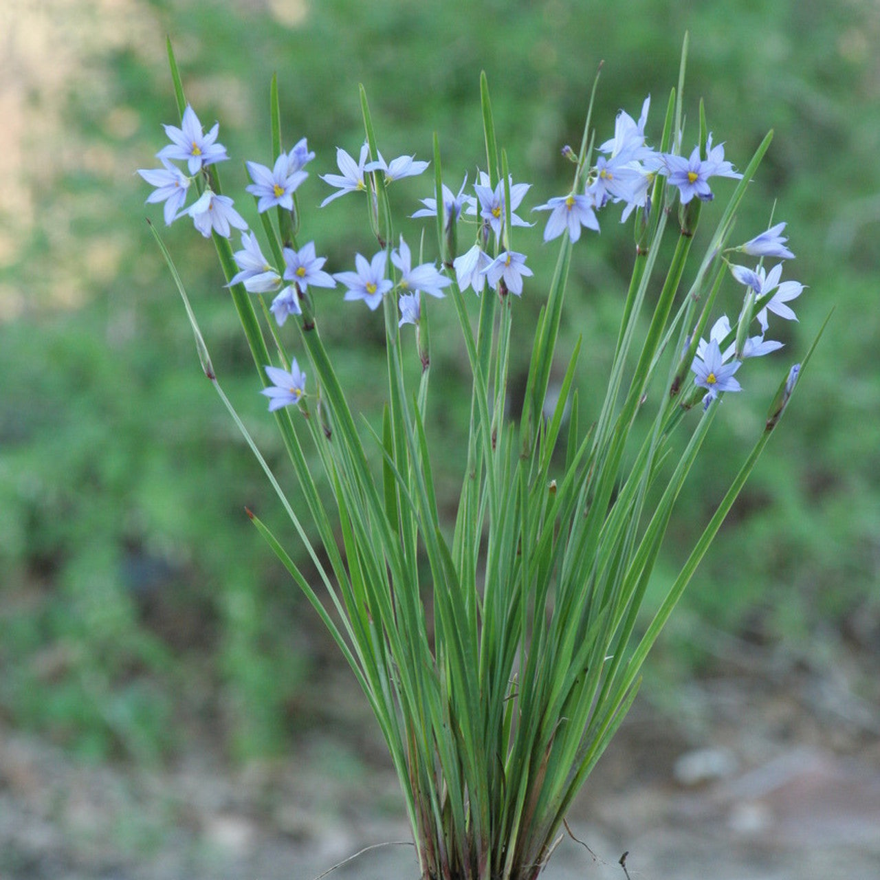 Blue-Eyed Grass Sisyrinchium Flower Seeds, Starry Sky Blue Petals with Golden Centers