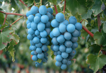 Sky blue grape fruit seeds