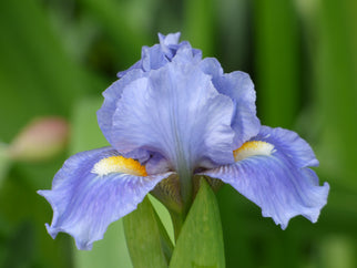 Sky of Blue Dwarf Iris