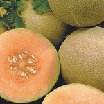 Interior of Ambrosia cantaloupe with sweet, juicy orange flesh