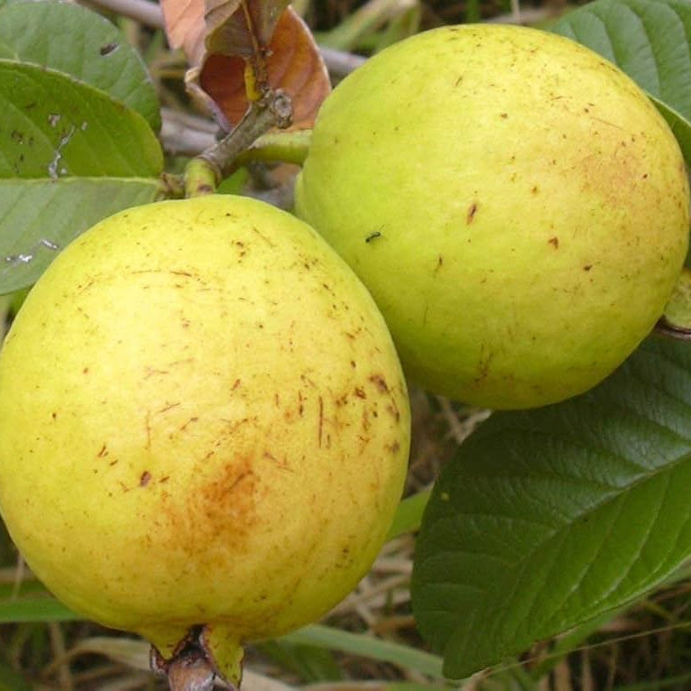Freshly sliced Guava fruit showing the pink pulp and edible seeds
