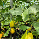 Sliced Korean Melon showing the white, crisp, and delicious fruit pulp