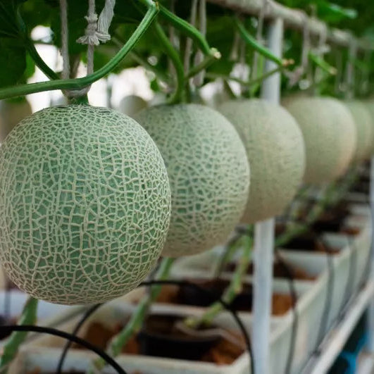 Freshly cut Muskmelon fruit showing sweet, juicy orange pulp and seeds