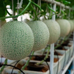 Freshly cut Muskmelon fruit showing sweet, juicy orange pulp and seeds