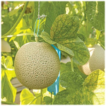 Interior of sweet muskmelon with juicy orange flesh and seeds