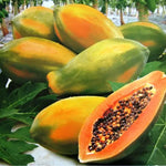 Delicious Papaya fruit cut open showing the orange flesh and seeds