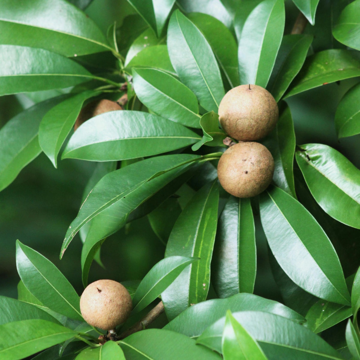 Sapodilla fruit cut open showing the sweet, malty brown pulp and seeds