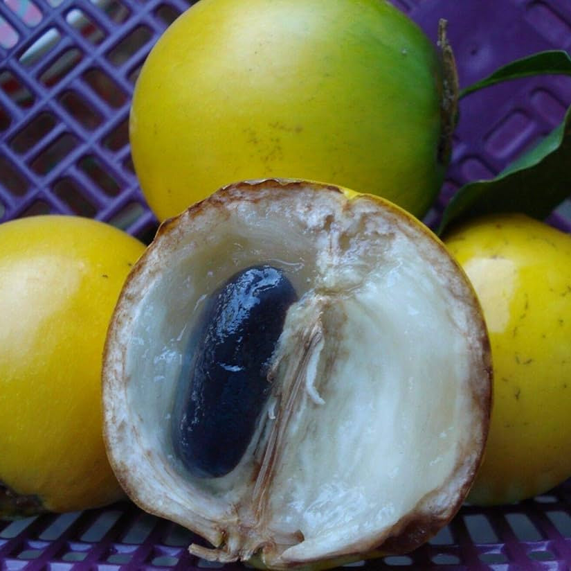 Star Apple fruit cut open showing the star pattern of the seeds and pulp