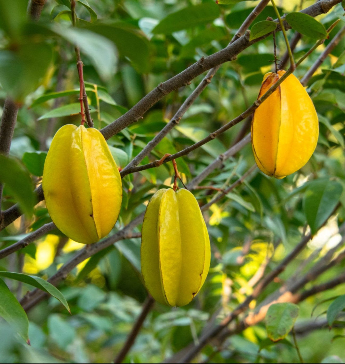 Delicious Star Fruit sliced to show the perfect star pattern