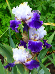 Slovak Prince Tall Bearded Iris Seeds