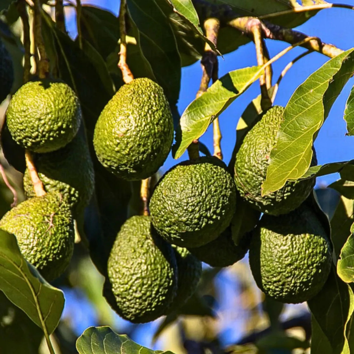 Small Avocado tree in a container suitable for a garden patio
