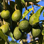 Small Avocado tree in a container suitable for a garden patio