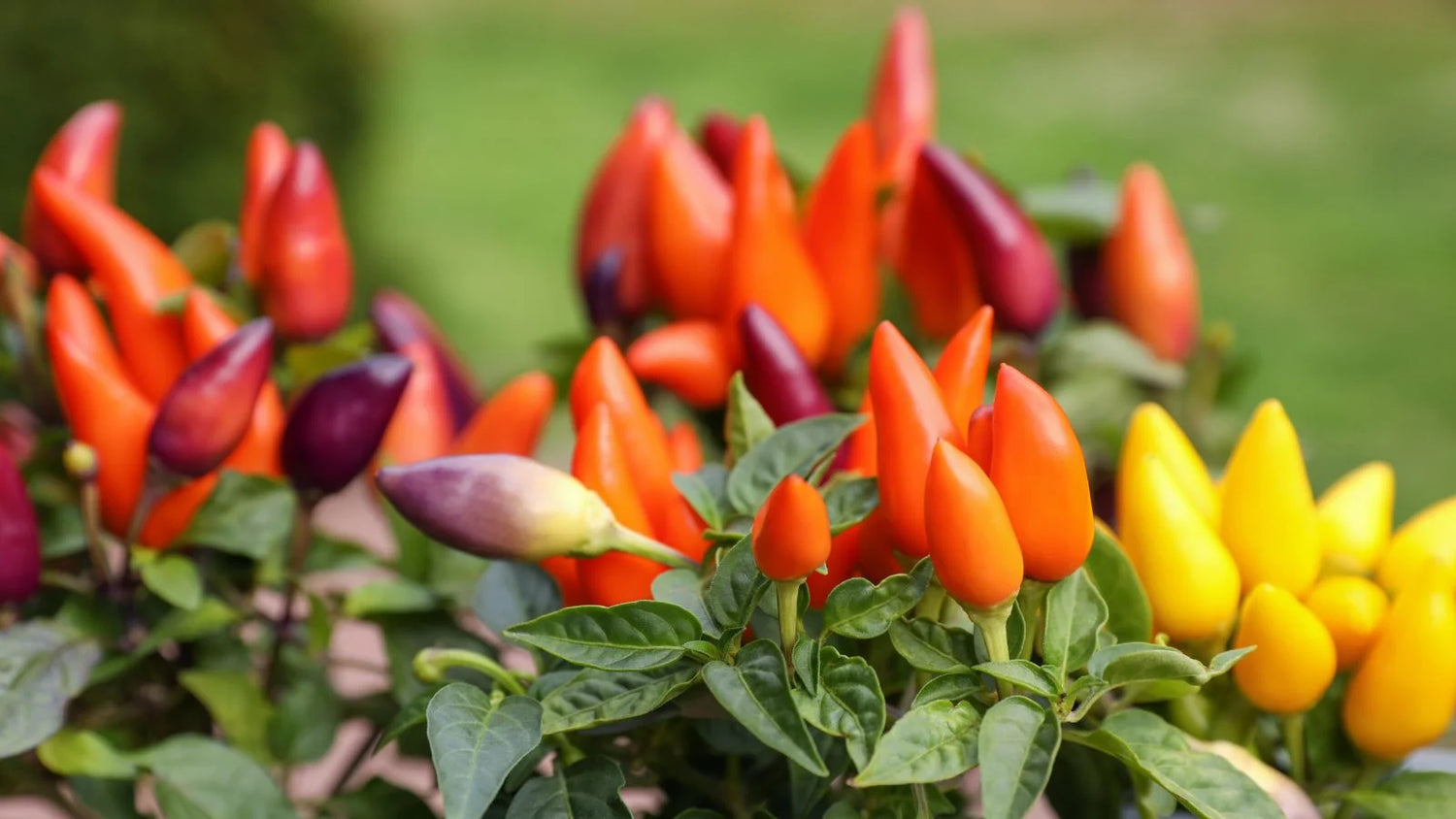 Sangria Hybrid Ornamental Pepper Seeds | Colorful Small Hot Decorative Peppers – Heirloom, Non-GMO, High Germination Organic Garden Seeds