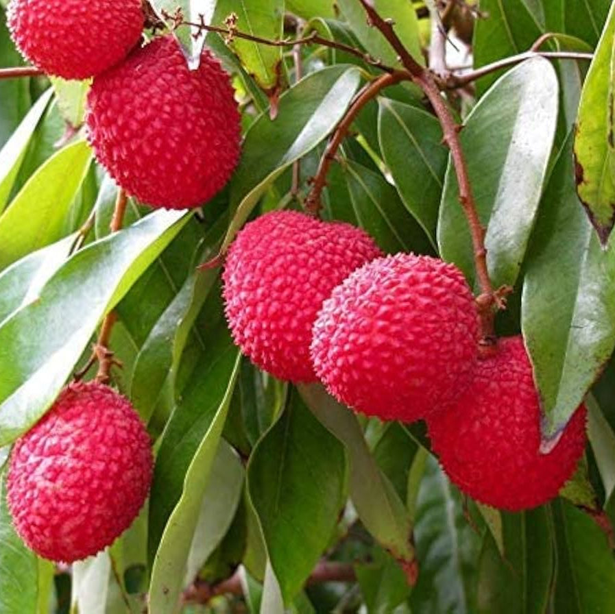 Cluster of brightly colored, red, ripe Lychee fruits hanging on the tree branch