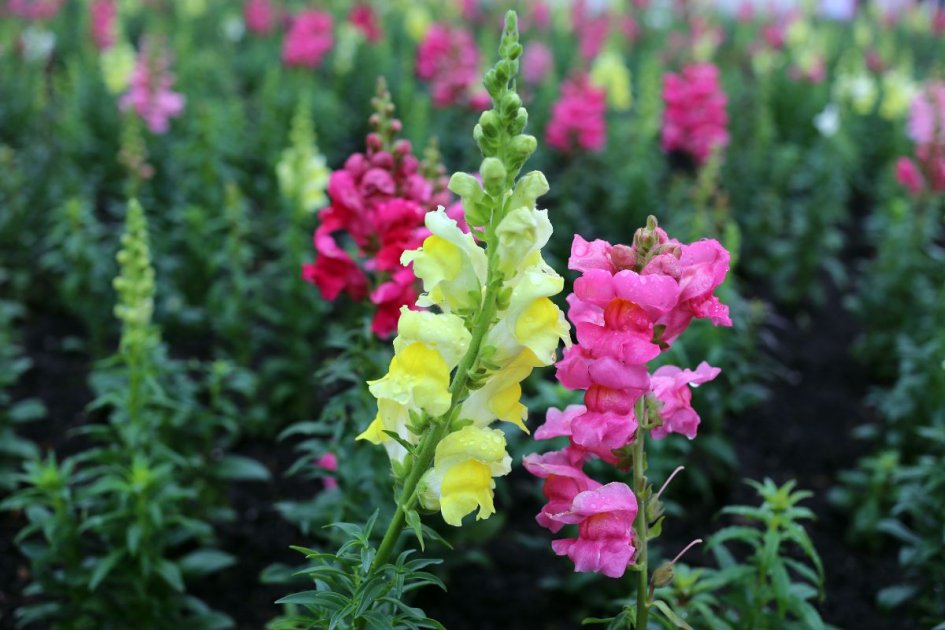 Antirrhinum Majus Snapdragon Flower Seeds for home garden and decorative planting