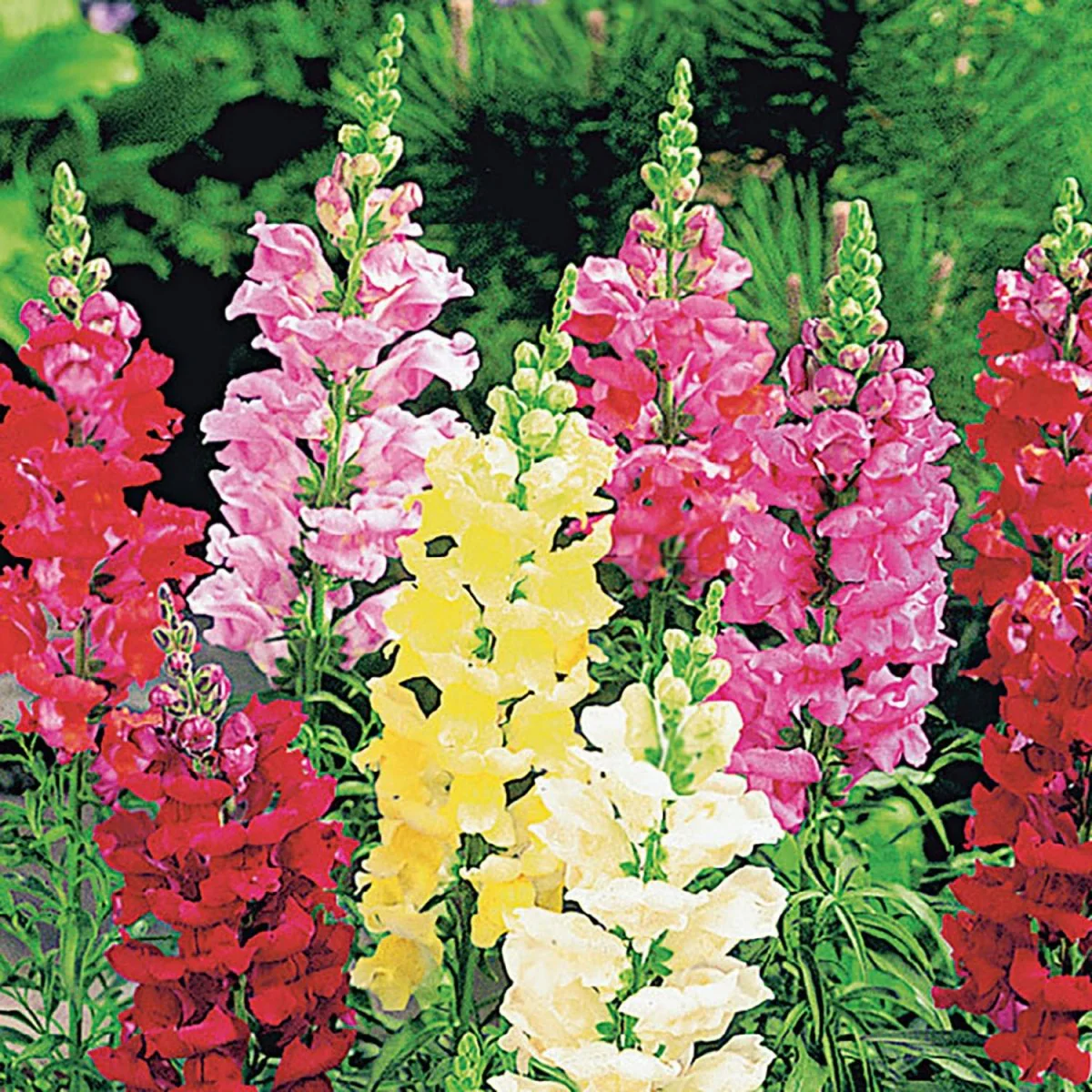 Snapdragon Seeds for Planting, Tetra Mix, Multi Color Blooms, Bees and Butterflies, FREE SHIP â€“ Heirloom, Non-GMO, Easy to Grow, Annual Blooms