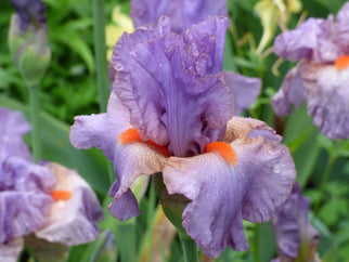 Snappy Dresser Tall Bearded Iris