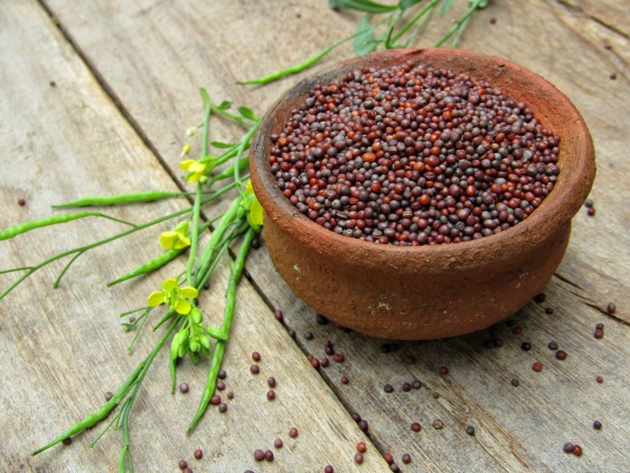 Florida Broadleaf Mustard Seeds