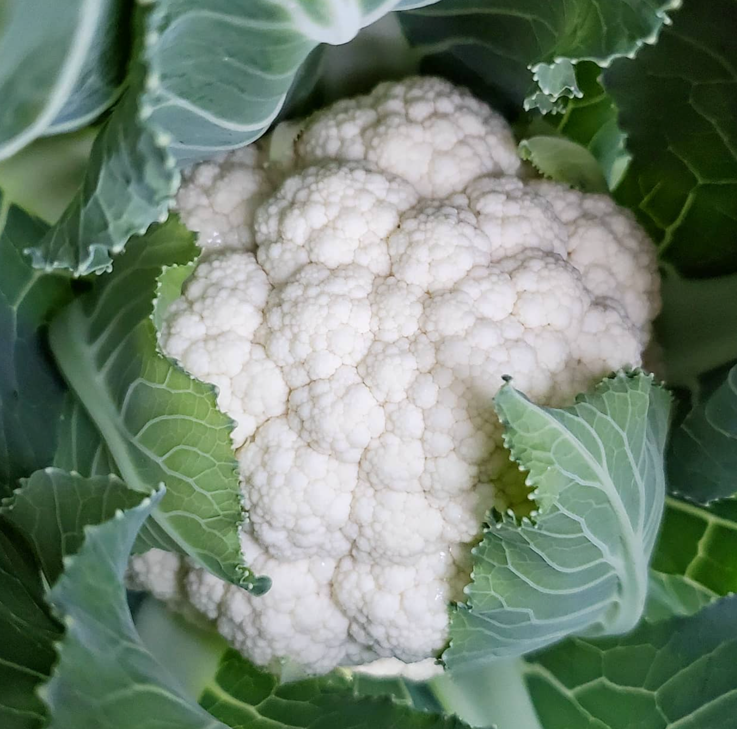 Snowball Y Cauliflower Seeds for Planting ORGANIC FLORIDA GROWN HEIRLOOM, Non-GMO