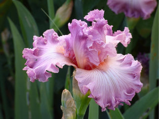 Social Graces Tall Bearded Iris