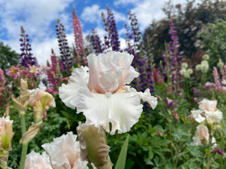 Society Page Tall Bearded Iris